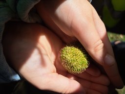 Les Loups récoltent, organisent, cherchent et comptent