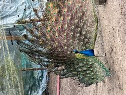 img_6233